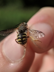 Anthidium oblongatum
