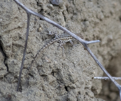 Uta stansburiana elegans