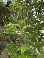Burseraceae