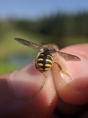 Anthidium oblongatum