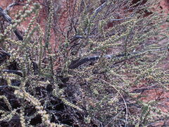 Eriocephalus ericoides