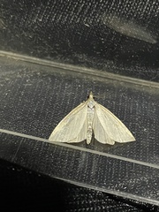 Udea lutealis