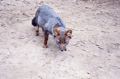 Lycalopex fulvipes