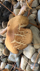 Agrocybe putaminum