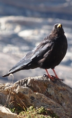 Pyrrhocorax graculus