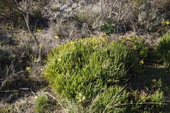 Bulbine