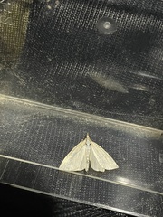 Udea lutealis