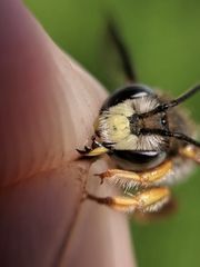 Anthidium oblongatum