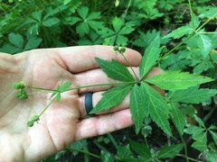 Sanicula marilandica