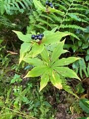 Medeola virginiana
