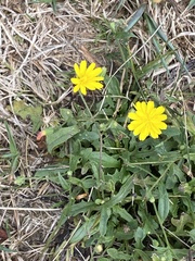 Crepis capillaris