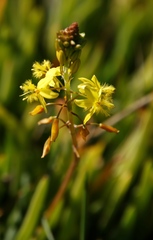 Bulbine