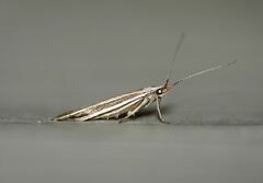 Coleophora pyrrhulipennella
