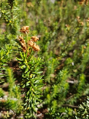 Phyllodoce breweri