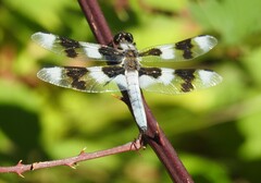 Libellula forensis