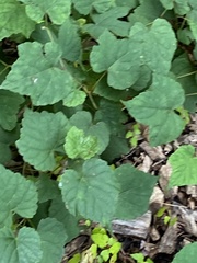 Ampelopsis glandulosa