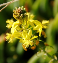 Bulbine