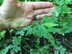 Sanicula marilandica