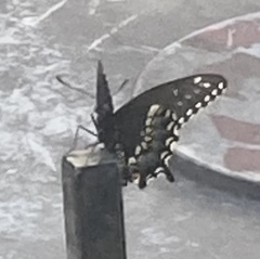 Papilio polyxenes