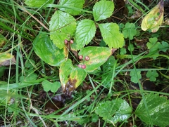 Maianthemum bifolium