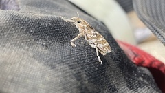 Cyphocleonus achates