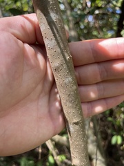 Forestiera
