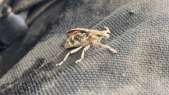 Cyphocleonus achates