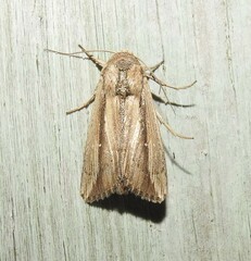 Leucania stenographa