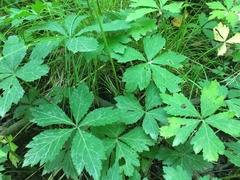 Sanicula marilandica