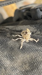 Cyphocleonus achates