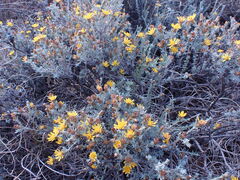 Oedera humilis