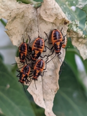 Tropidothorax sternalis