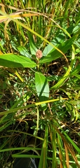 Persicaria amphibia