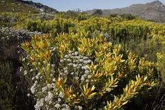 Leucadendron laureolum