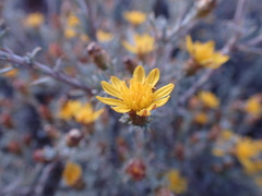 Oedera humilis