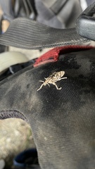 Cyphocleonus achates