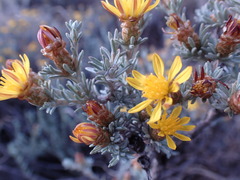 Oedera humilis