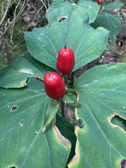 Trillium undulatum