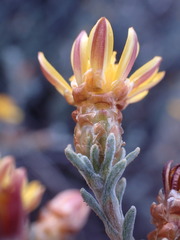 Oedera humilis