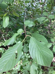 Frangula alnus