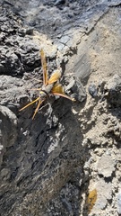 Urocerus californicus