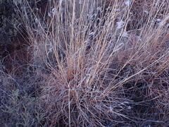 Themeda triandra