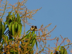 Spermestes cucullata