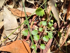 Goodenia rotundifolia