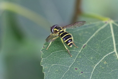 Xanthogramma flavipes