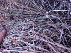 Themeda triandra