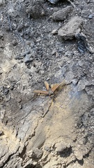 Urocerus californicus