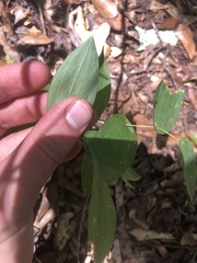 Uvularia perfoliata