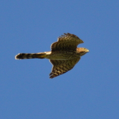 Accipiter cooperii