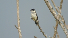 Sporophila morelleti